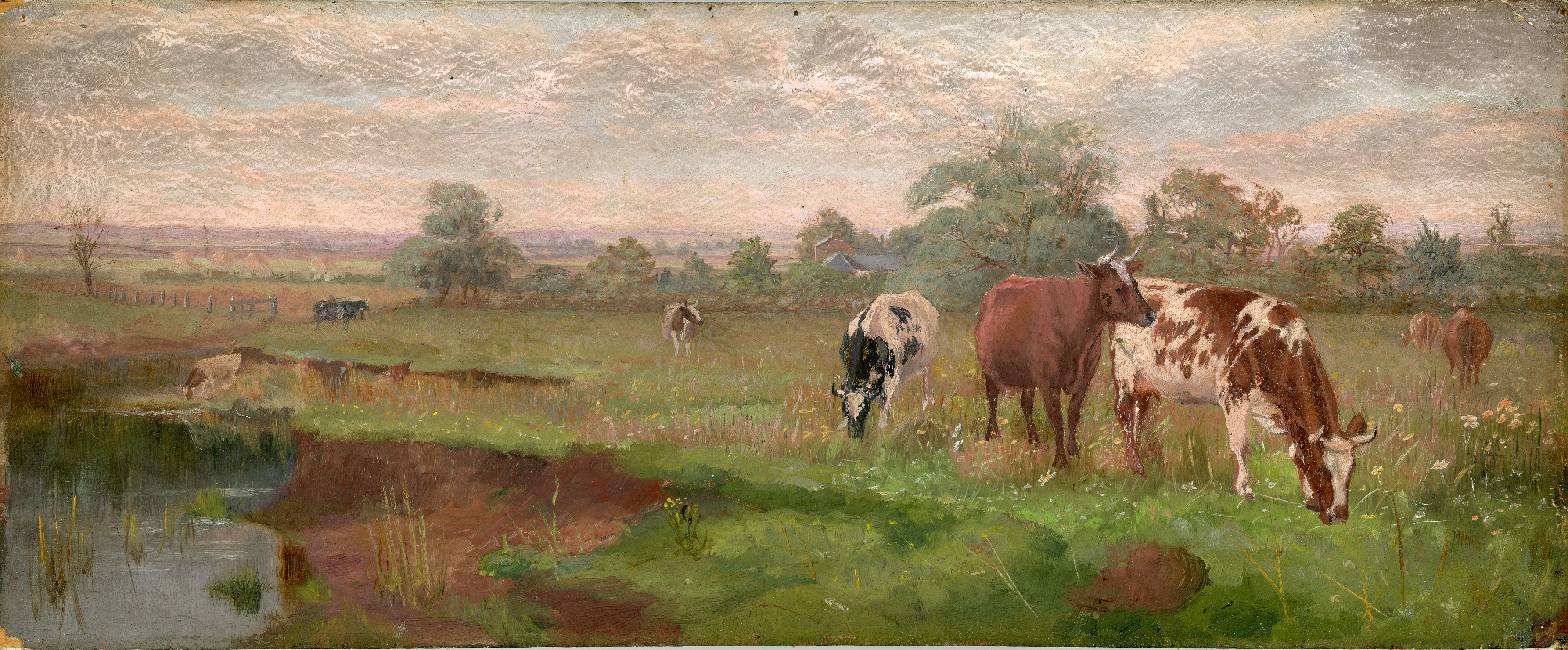 cows in a field alex lightbody